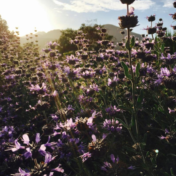 purplesage397